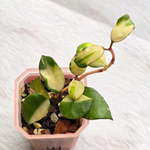 호야 라쿠노사 미나라(알로x안스x)