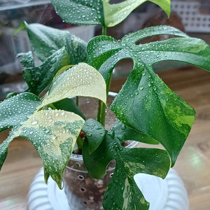 옐로우 히메몬스테라