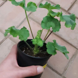 에릭드래곤앤로즈 제라늄