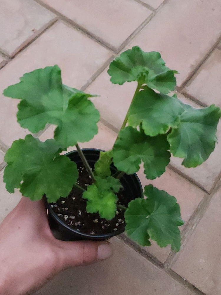 에릭드래곤앤로즈 제라늄--1