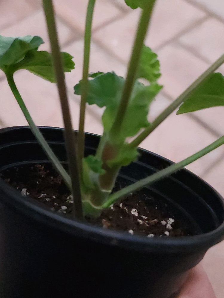 에릭드래곤앤로즈 제라늄--2