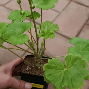 에바플라이 제라늄