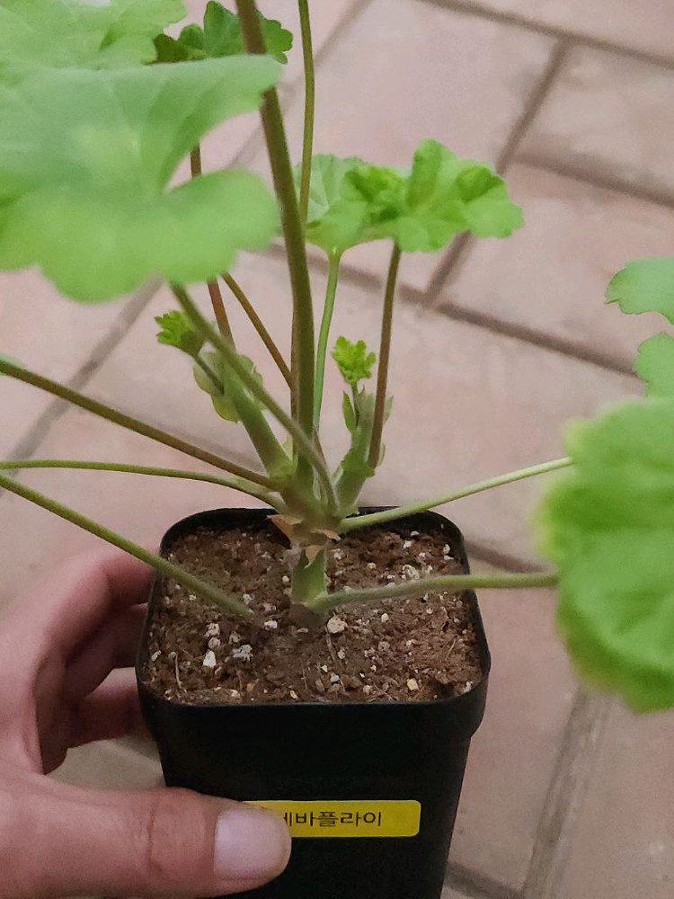 에바플라이 제라늄--2