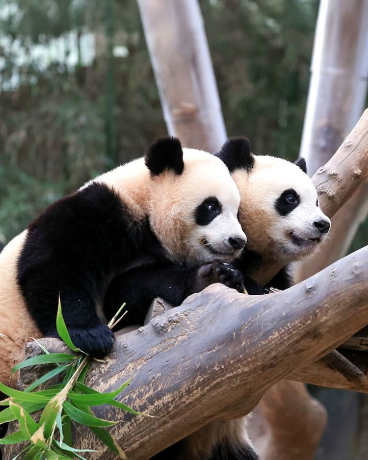 에버랜드 자유이용권 종일권 (캐비 포함)--1