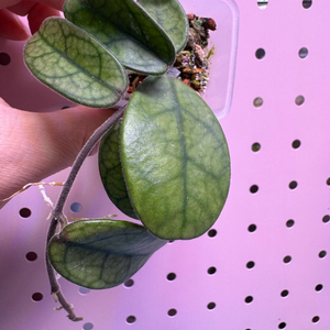 호야 쓰촨엔시스