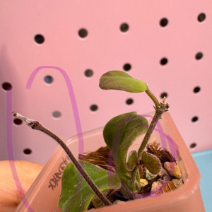 호야 오브코르다타