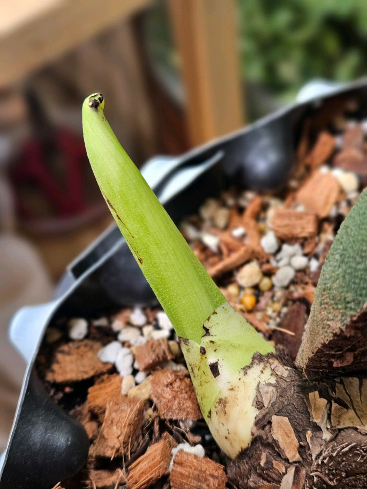 몬스테라 옐로우 델리시오사 초대품 삽수--7