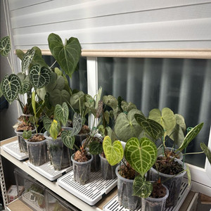 안스리움 세션별 반값 분양합니다 (리스트가격O)