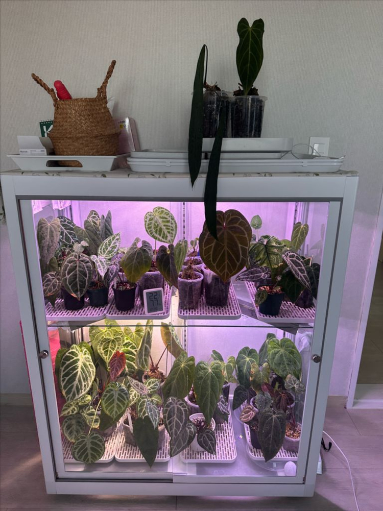 안스리움 세션별 반값 분양합니다 (리스트가격O)--1