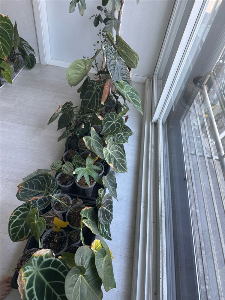 안스리움 세션별 반값 분양합니다 (리스트가격O)--2