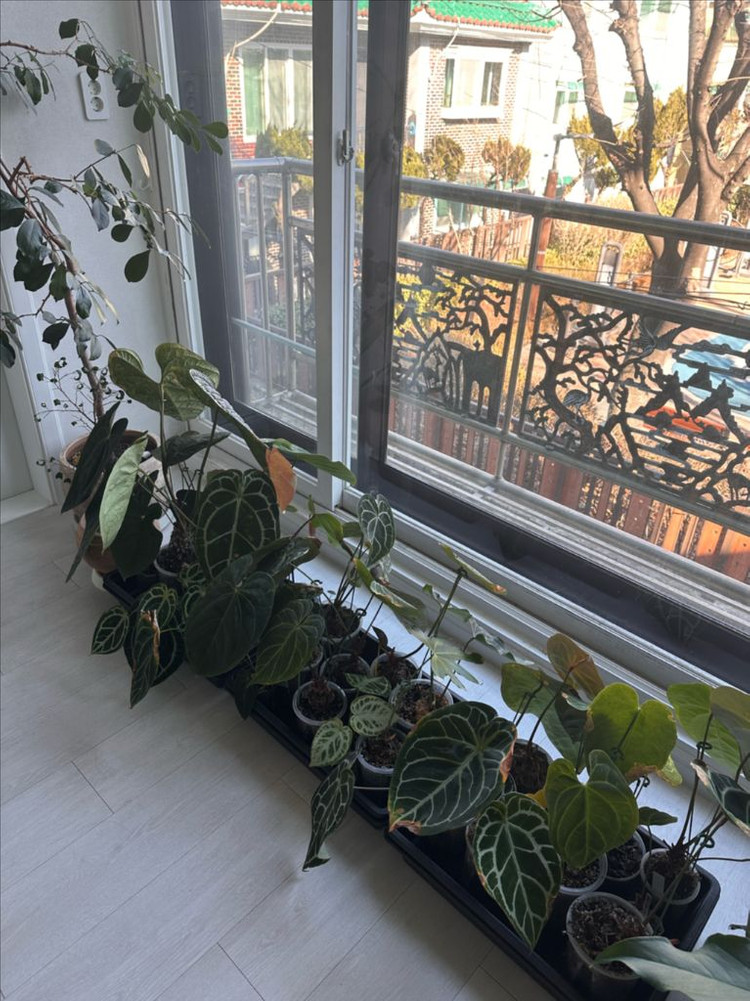 안스리움 세션별 반값 분양합니다 (리스트가격O)--3