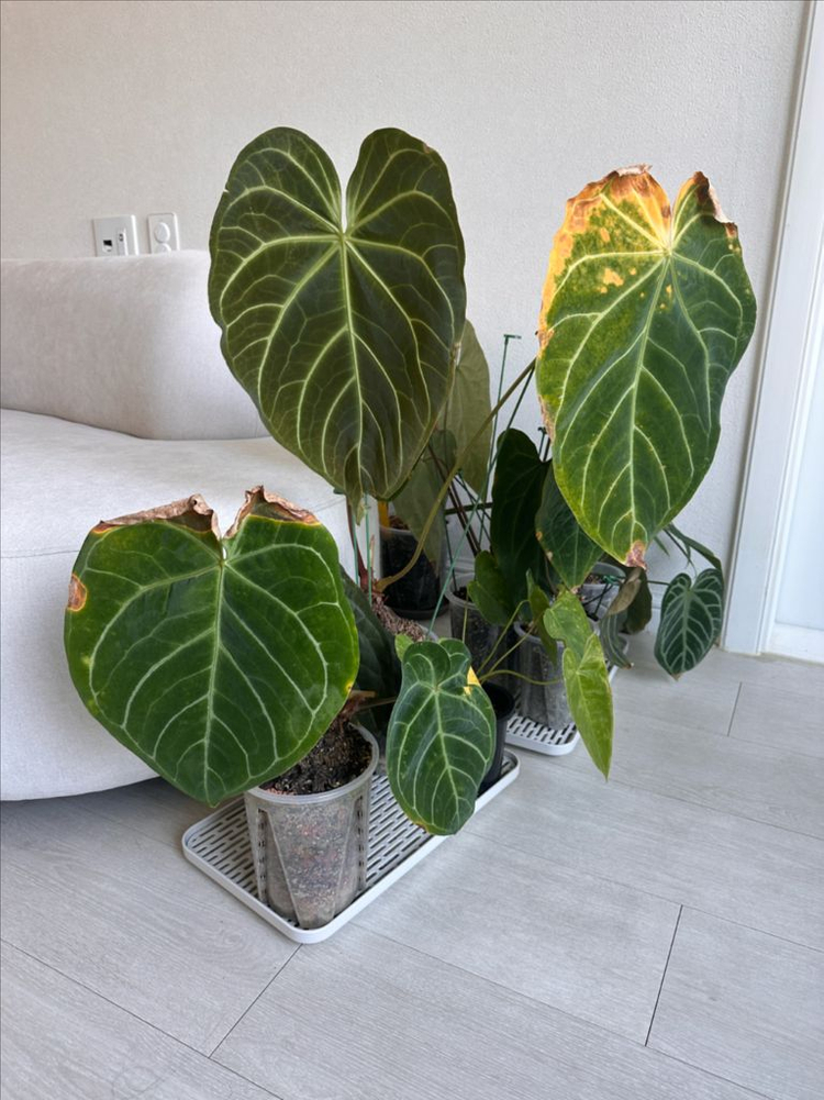 안스리움 세션별 반값 분양합니다 (리스트가격O)--5