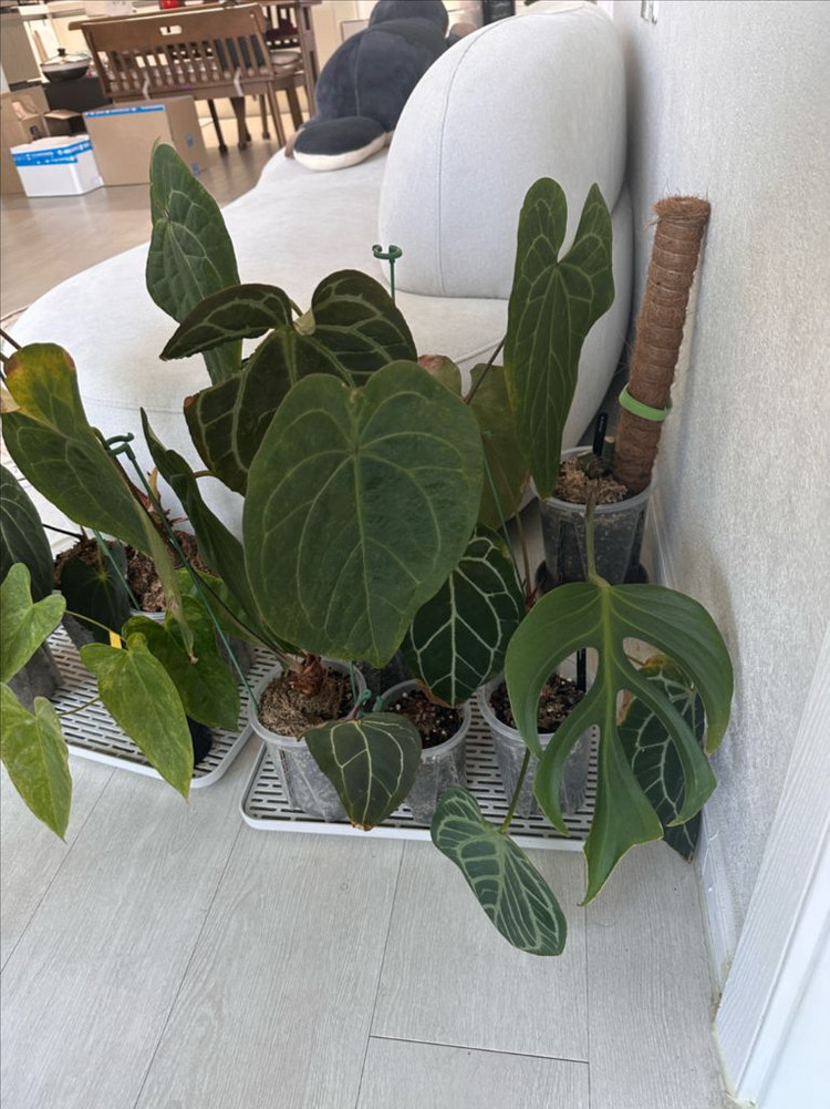 안스리움 세션별 반값 분양합니다 (리스트가격O)--6