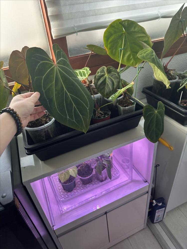 안스리움 세션별 반값 분양합니다 (리스트가격O)--8