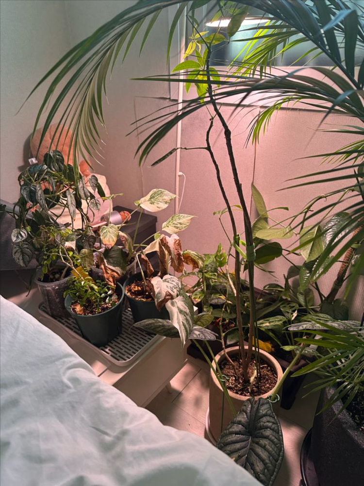 안스리움 세션별 반값 분양합니다 (리스트가격O)--9