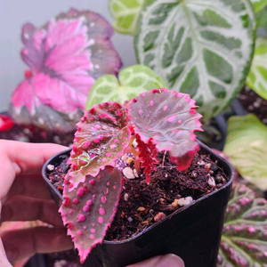 베고니아 니그로엔시스