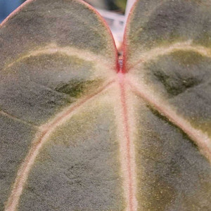 안스리움 NSE 칼라포틸/닥터블락 미쉘자라 ㅡ칼라미쉘리움