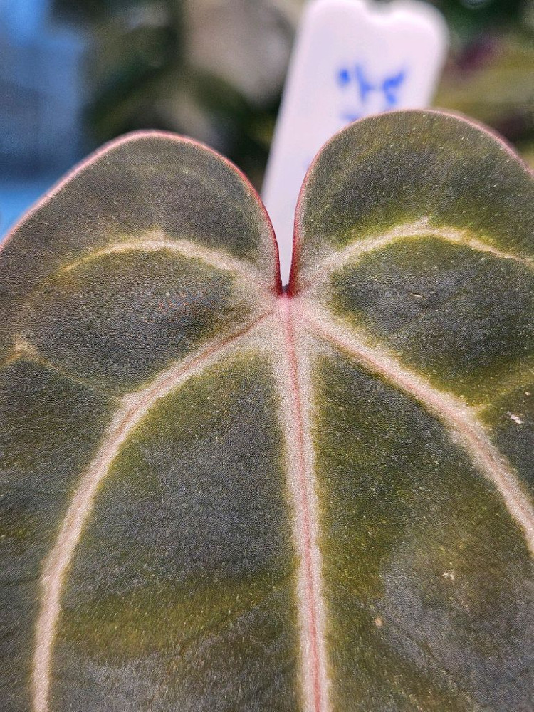 안스리움 NSE 칼라포틸/닥터블락 미쉘자라 ㅡ칼라미쉘리움--1