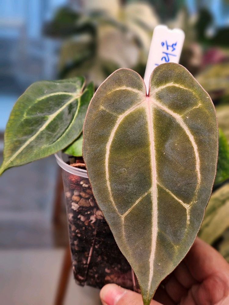 안스리움 NSE 칼라포틸/닥터블락 미쉘자라 ㅡ칼라미쉘리움--2