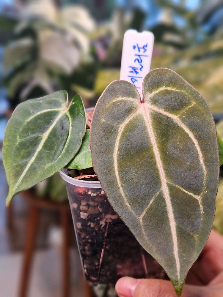 안스리움 NSE 칼라포틸/닥터블락 미쉘자라 ㅡ칼라미쉘리움--4