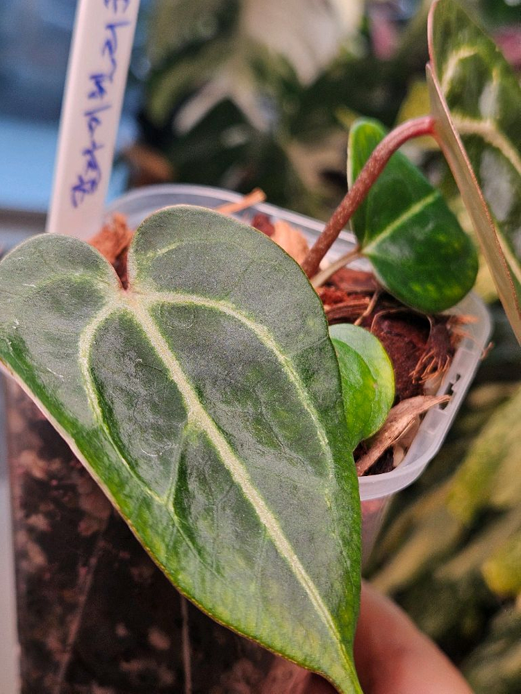 안스리움 NSE 칼라포틸/닥터블락 미쉘자라 ㅡ칼라미쉘리움--6