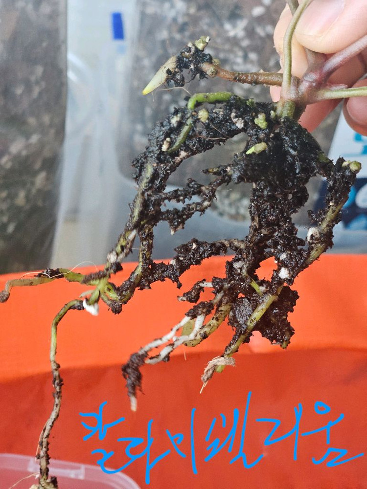 안스리움 NSE 칼라포틸/닥터블락 미쉘자라 ㅡ칼라미쉘리움--7