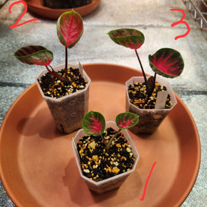 칼라디움 레드컵