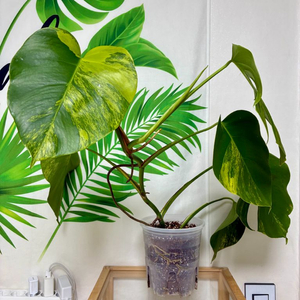 (서울 은평구) 옐몬 대품 탑묘 (옐로우 몬스테라 보르)