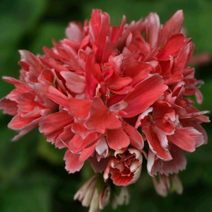 블루피오니스타 스텔라 제라늄