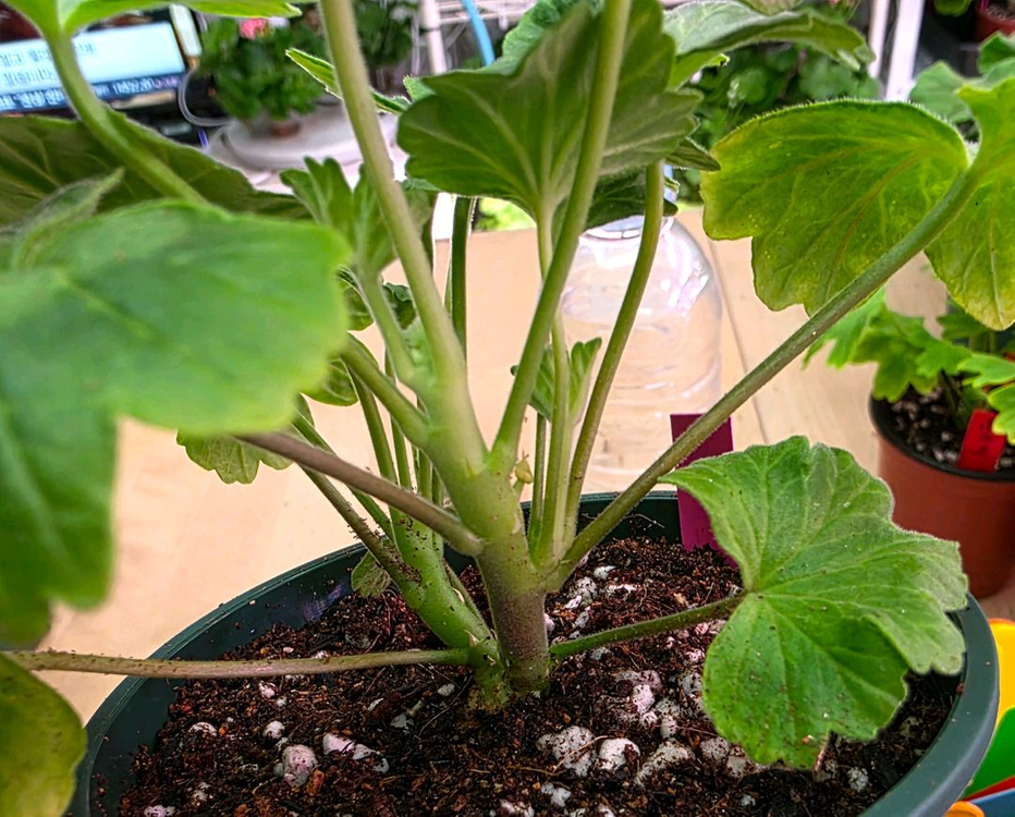 블루피오니스타 스텔라 제라늄--2