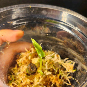 안스리움 ra6 og clone (교환,판매)