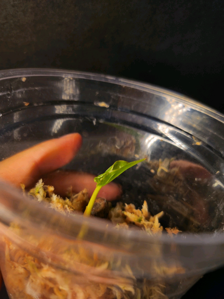 안스리움 ra6 og clone (교환,판매)--1