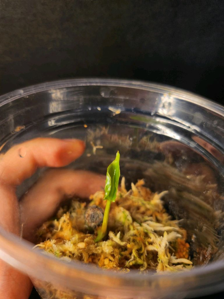 안스리움 ra6 og clone (교환,판매)--2