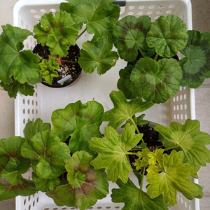 안차차와 제라늄3종 세트(택포)