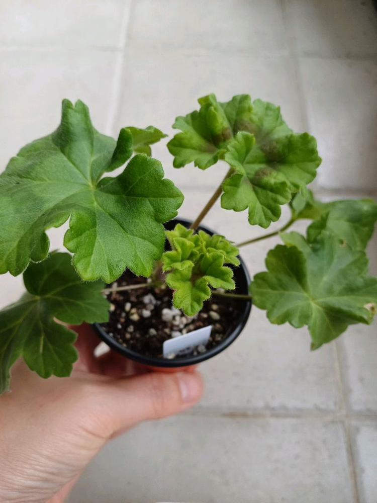 안차차와 제라늄3종 세트(택포)--1