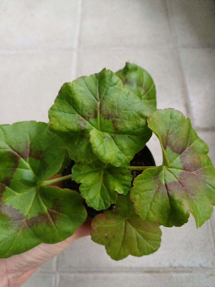 안차차와 제라늄3종 세트(택포)--3