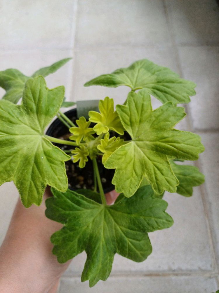 안차차와 제라늄3종 세트(택포)--4