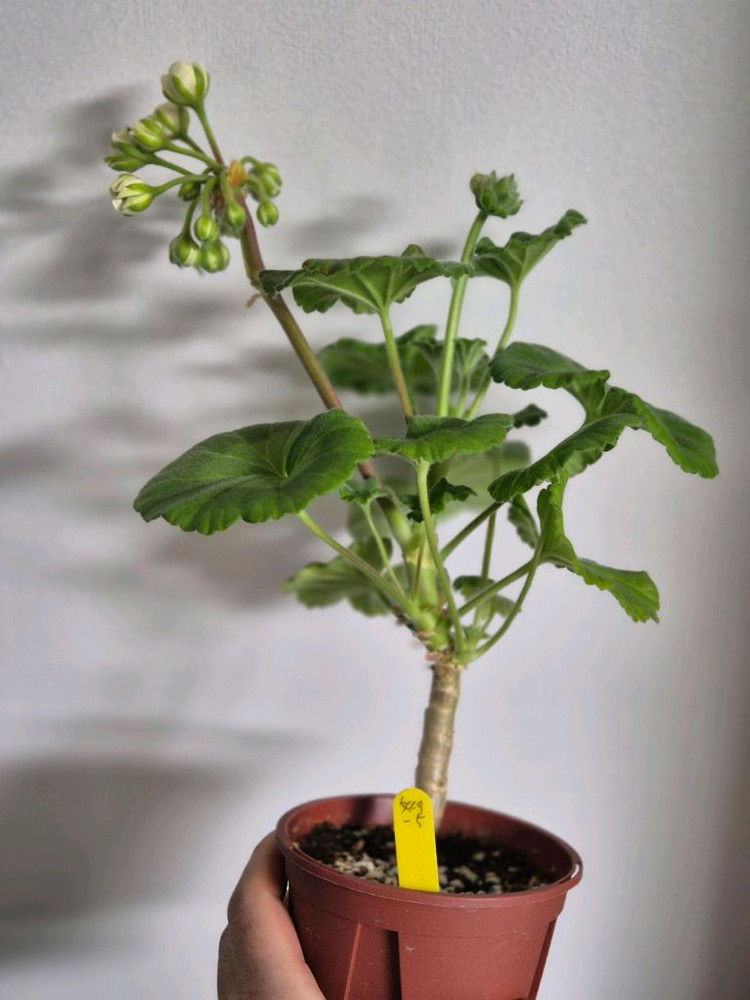 제라늄 다나에 중품--1