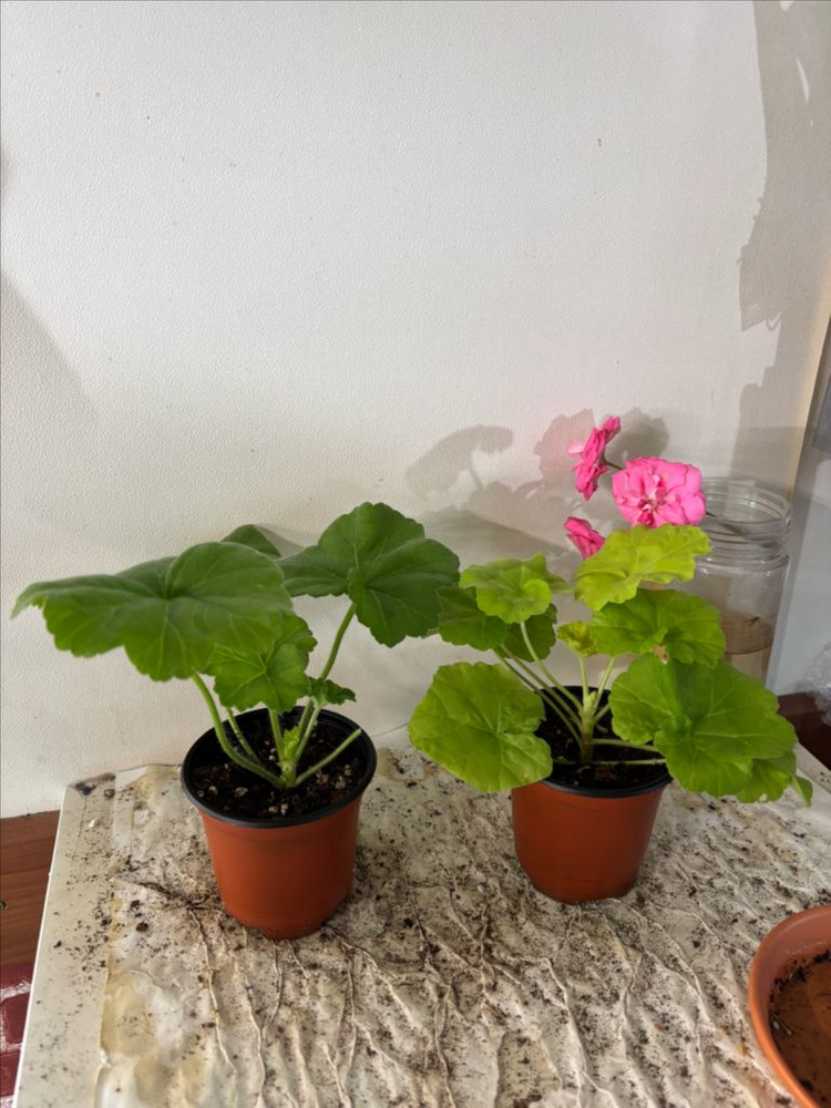 파라다이스애플 잎로맨틱썸 러한 제라늄--1