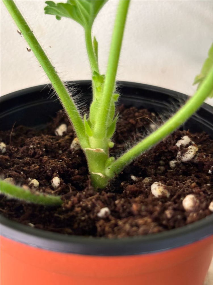 파라다이스애플 잎로맨틱썸 러한 제라늄--2