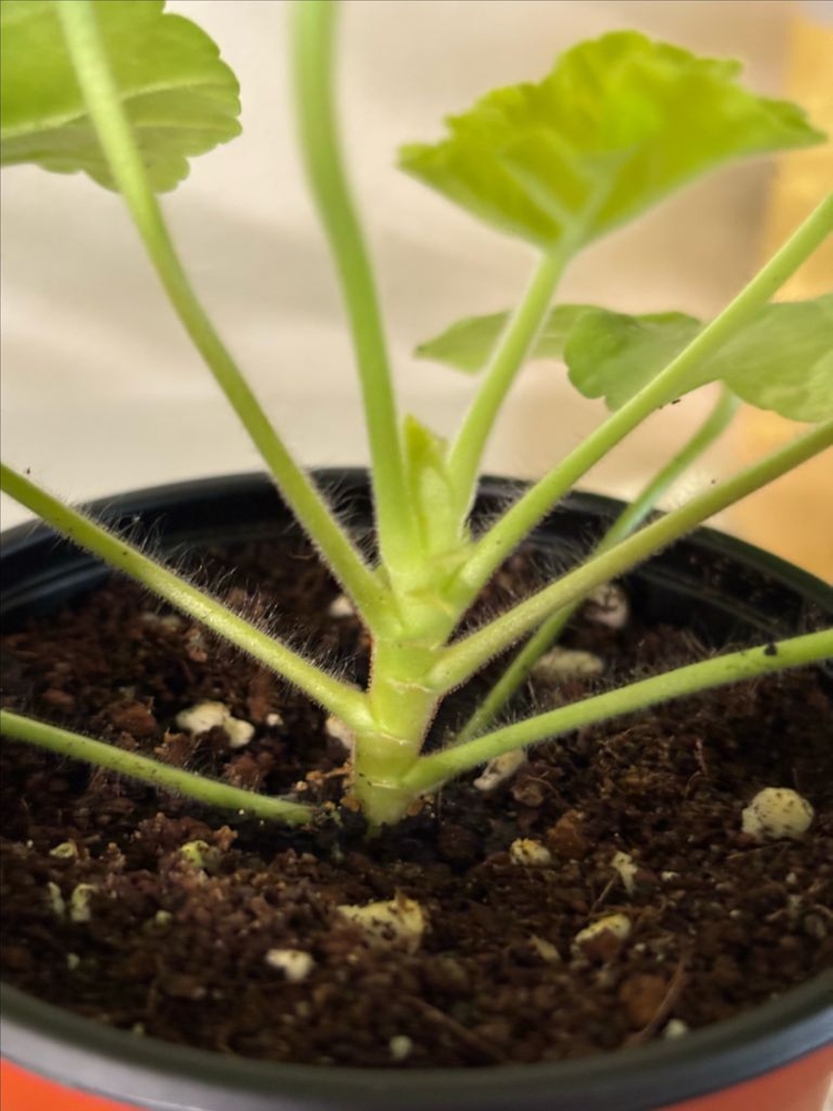 파라다이스애플 잎로맨틱썸 러한 제라늄--3