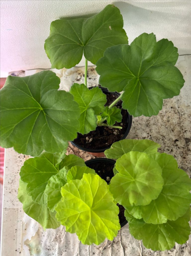 파라다이스애플 잎로맨틱썸 러한 제라늄--4