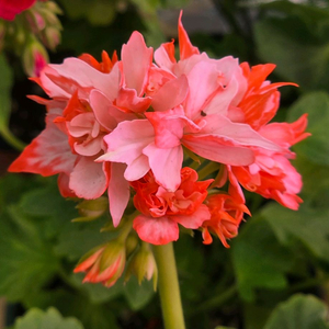 이샤스완 스텔라 제라늄