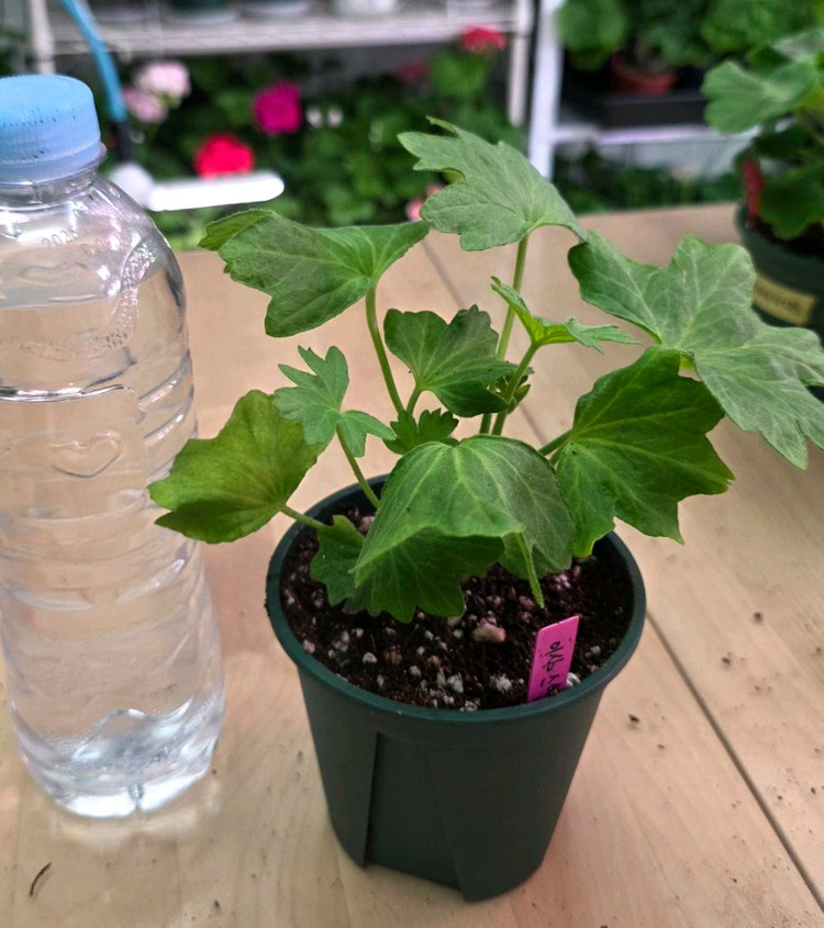 이샤스완 스텔라 제라늄--1