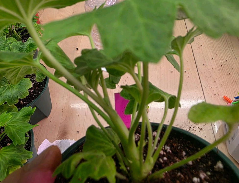 이샤스완 스텔라 제라늄--3