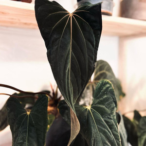 안스리움 파필릴라미넘 Rl x fs 대거(dagger) 폼