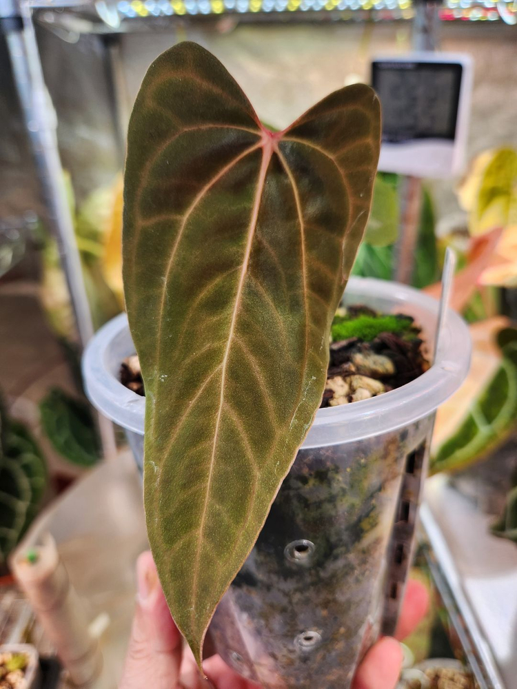 안스리움 파필릴라미넘 Rl x fs 대거(dagger) 폼--1