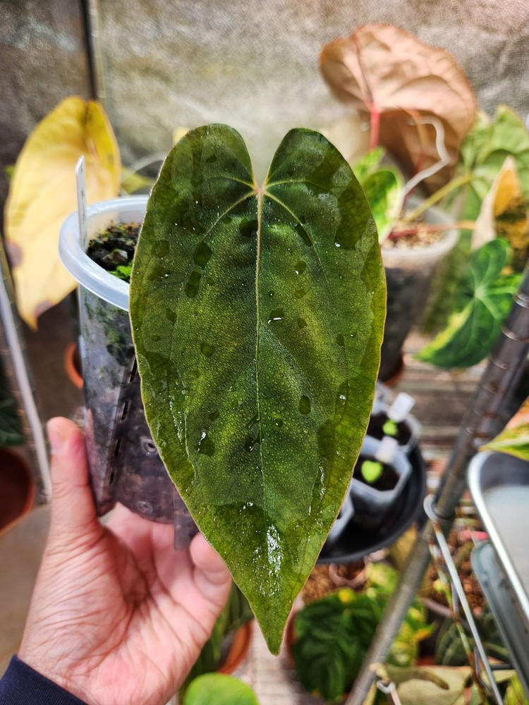 안스리움 파필릴라미넘 Rl x fs 대거(dagger) 폼--2