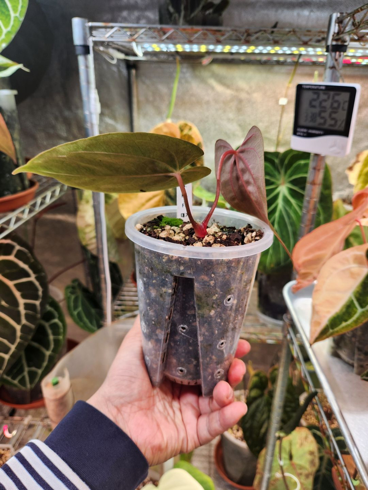 안스리움 파필릴라미넘 Rl x fs 대거(dagger) 폼--4