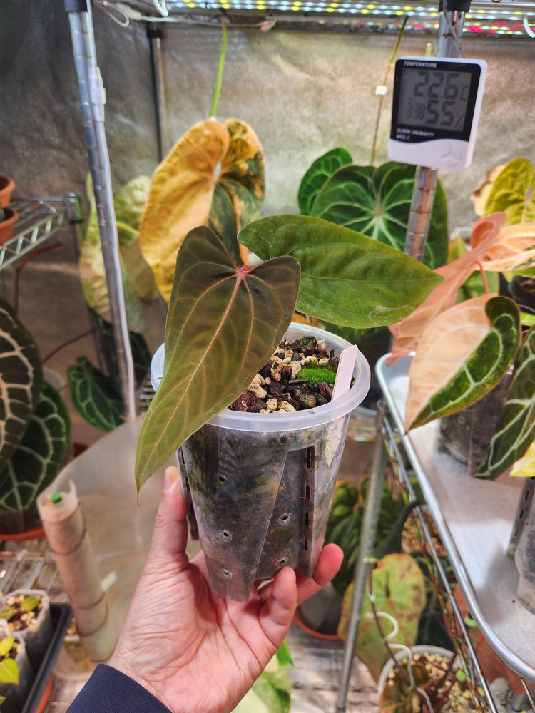 안스리움 파필릴라미넘 Rl x fs 대거(dagger) 폼--3